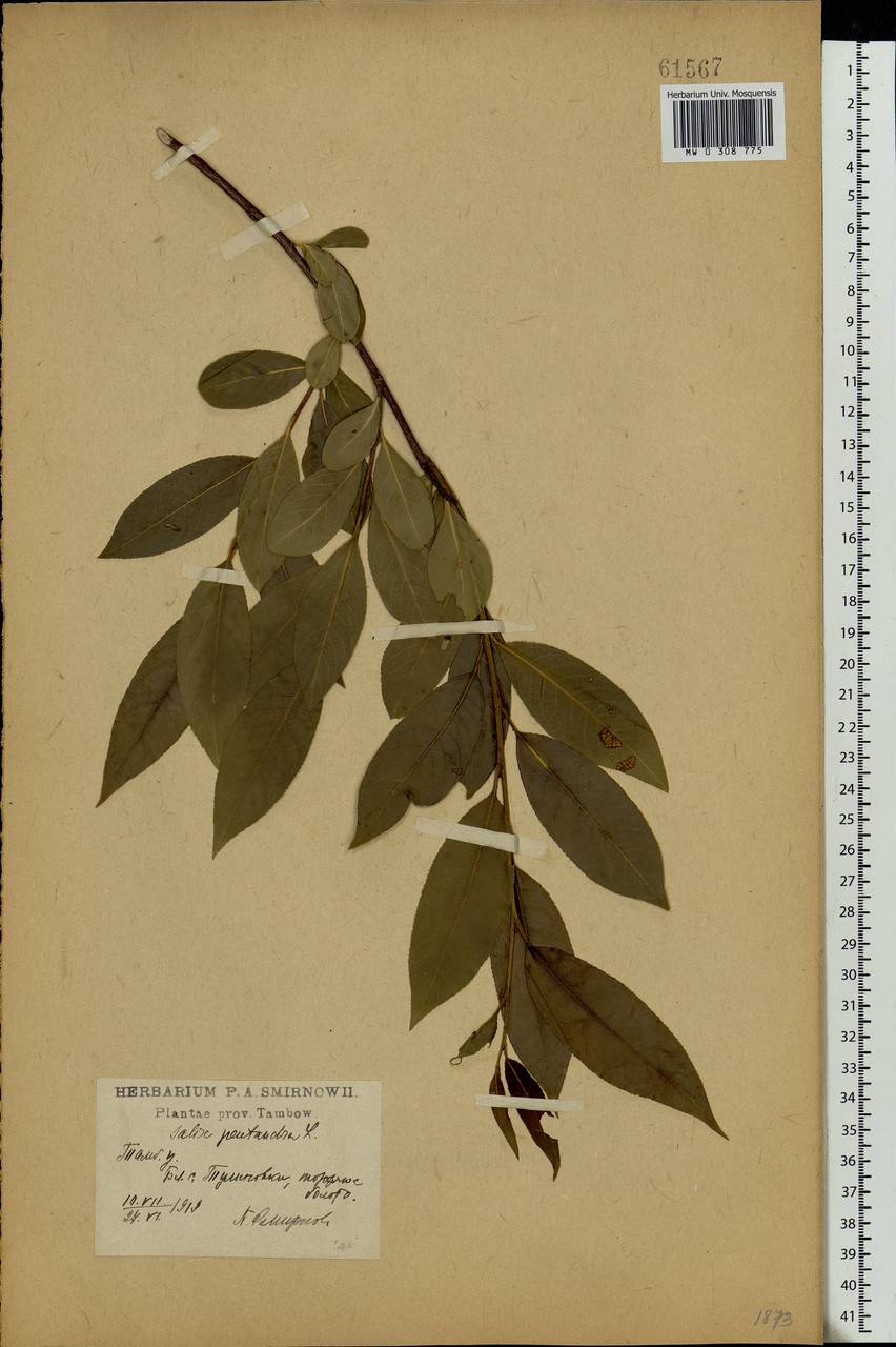 Salix pentandra L., Eastern Europe, Central forest-and-steppe region (E6) (Russia)