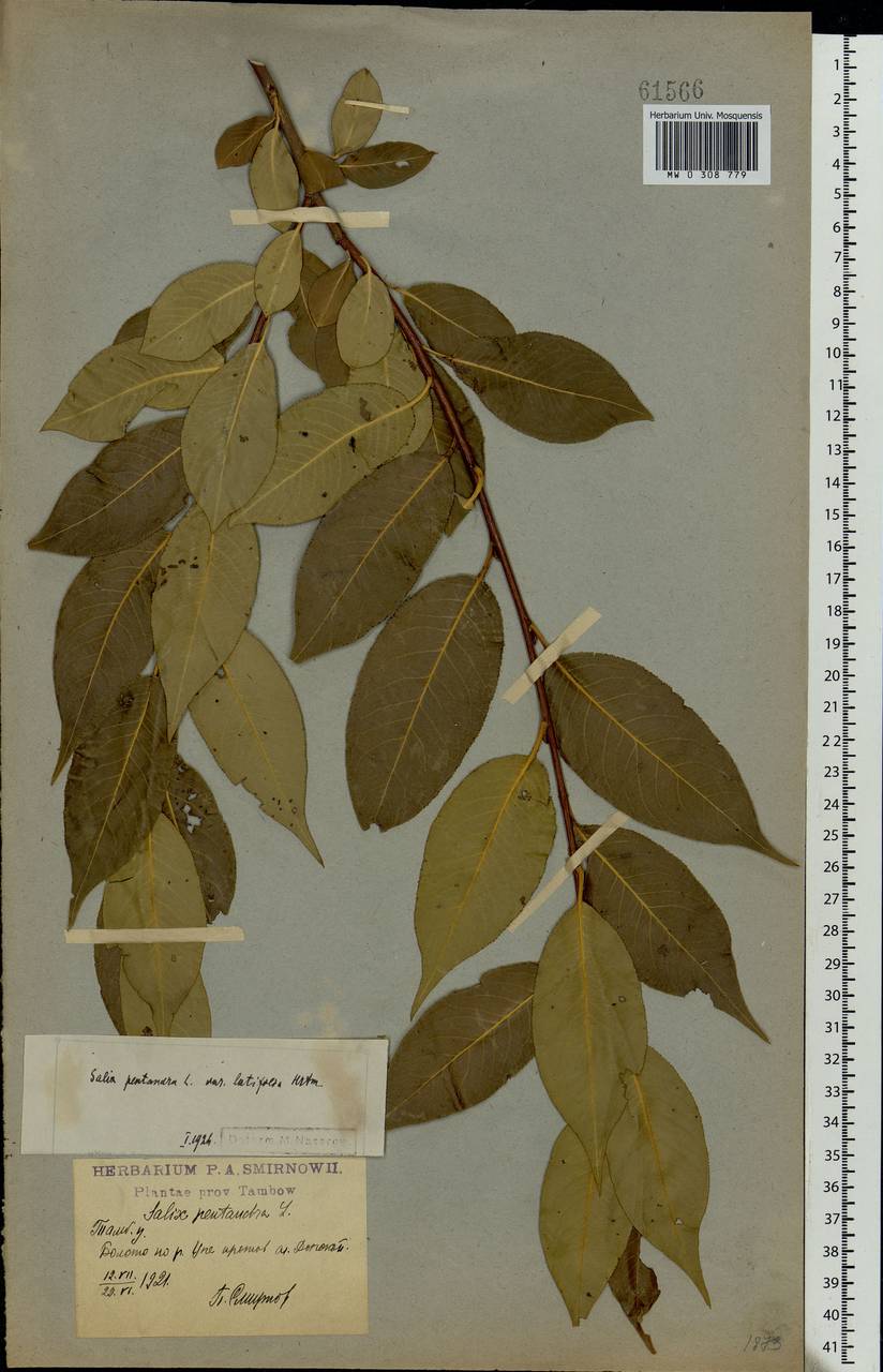 Salix pentandra L., Eastern Europe, Central forest-and-steppe region (E6) (Russia)