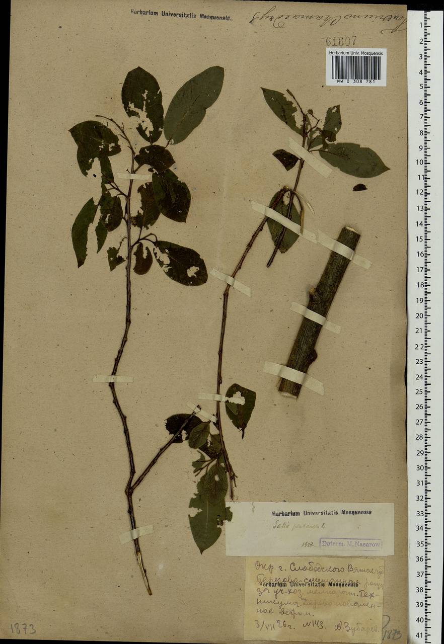 Salix pentandra L., Eastern Europe, Volga-Kama region (E7) (Russia)