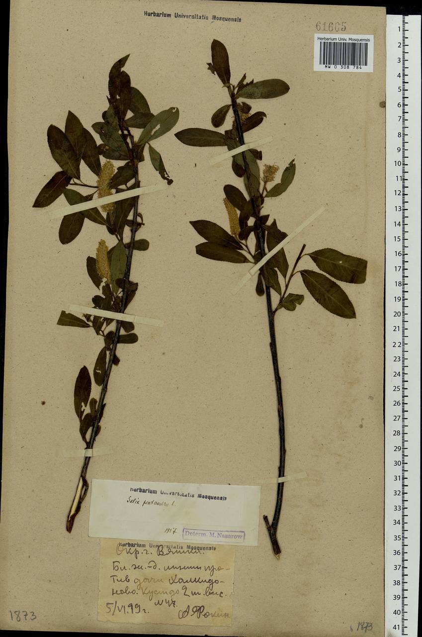 Salix pentandra L., Eastern Europe, Volga-Kama region (E7) (Russia)