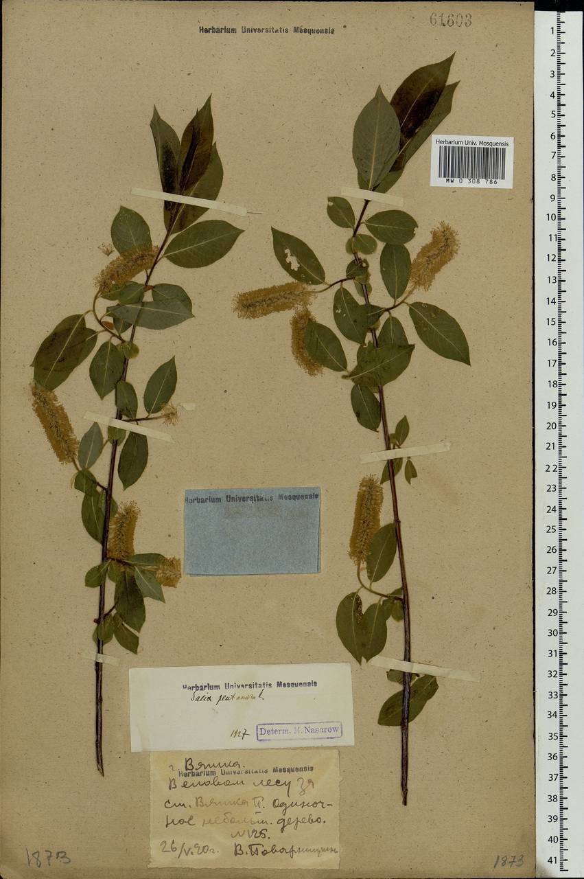 Salix pentandra L., Eastern Europe, Volga-Kama region (E7) (Russia)