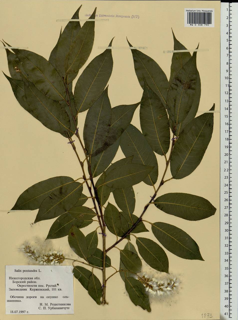 Salix pentandra L., Eastern Europe, Volga-Kama region (E7) (Russia)