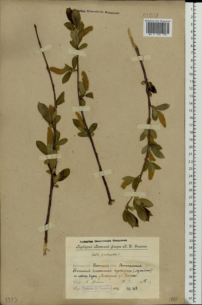 Salix pentandra L., Eastern Europe, Volga-Kama region (E7) (Russia)