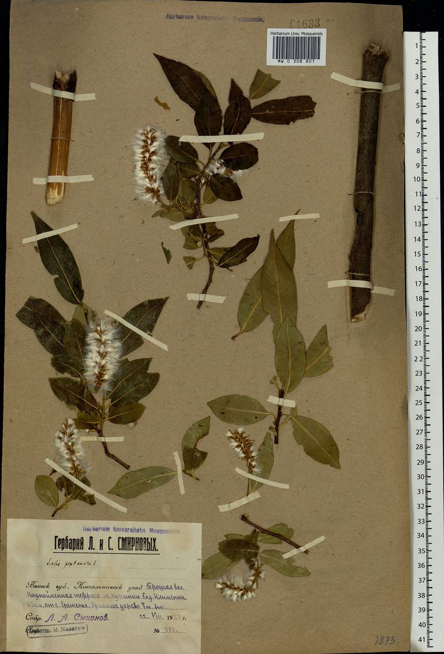 Salix pentandra L., Eastern Europe, Volga-Kama region (E7) (Russia)