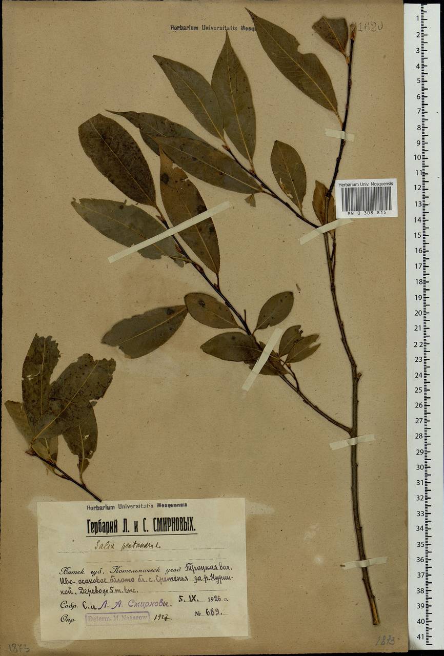 Salix pentandra L., Eastern Europe, Volga-Kama region (E7) (Russia)