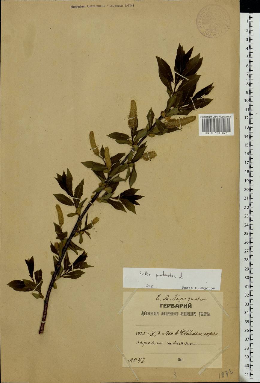 Salix pentandra L., Eastern Europe, Middle Volga region (E8) (Russia)