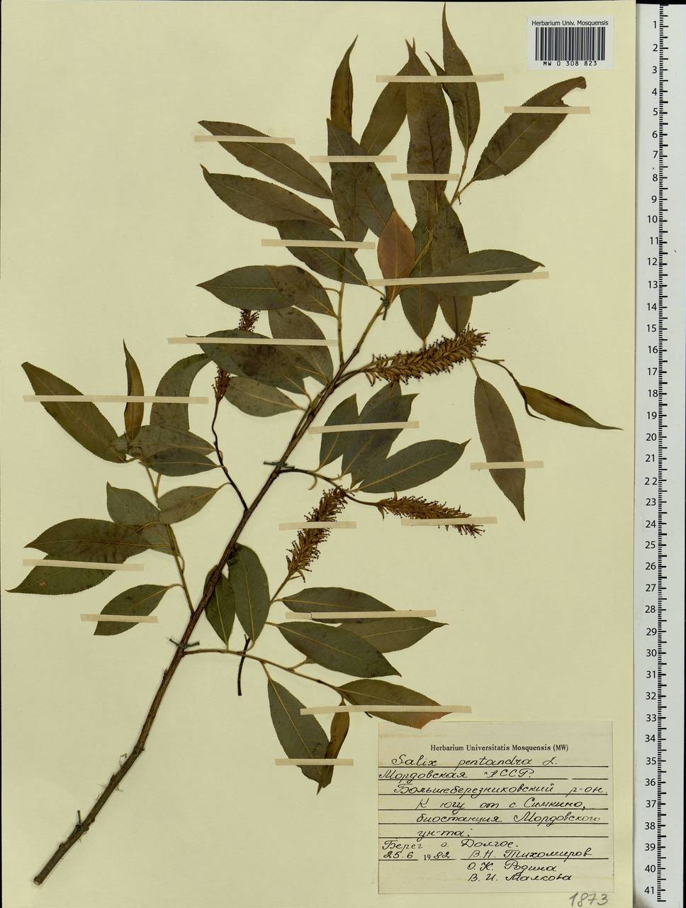 Salix pentandra L., Eastern Europe, Middle Volga region (E8) (Russia)
