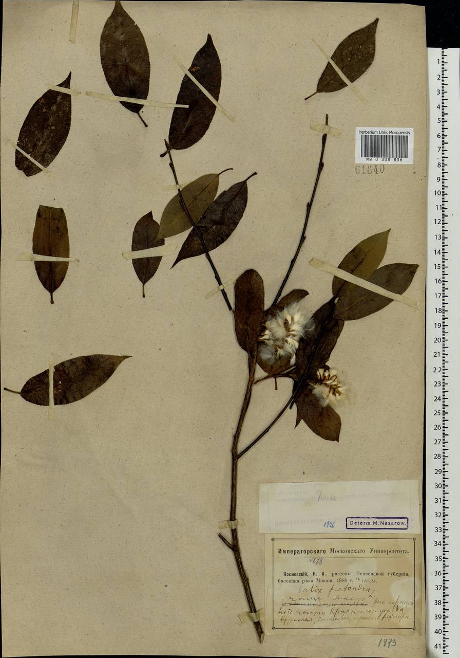 Salix pentandra L., Eastern Europe, Middle Volga region (E8) (Russia)