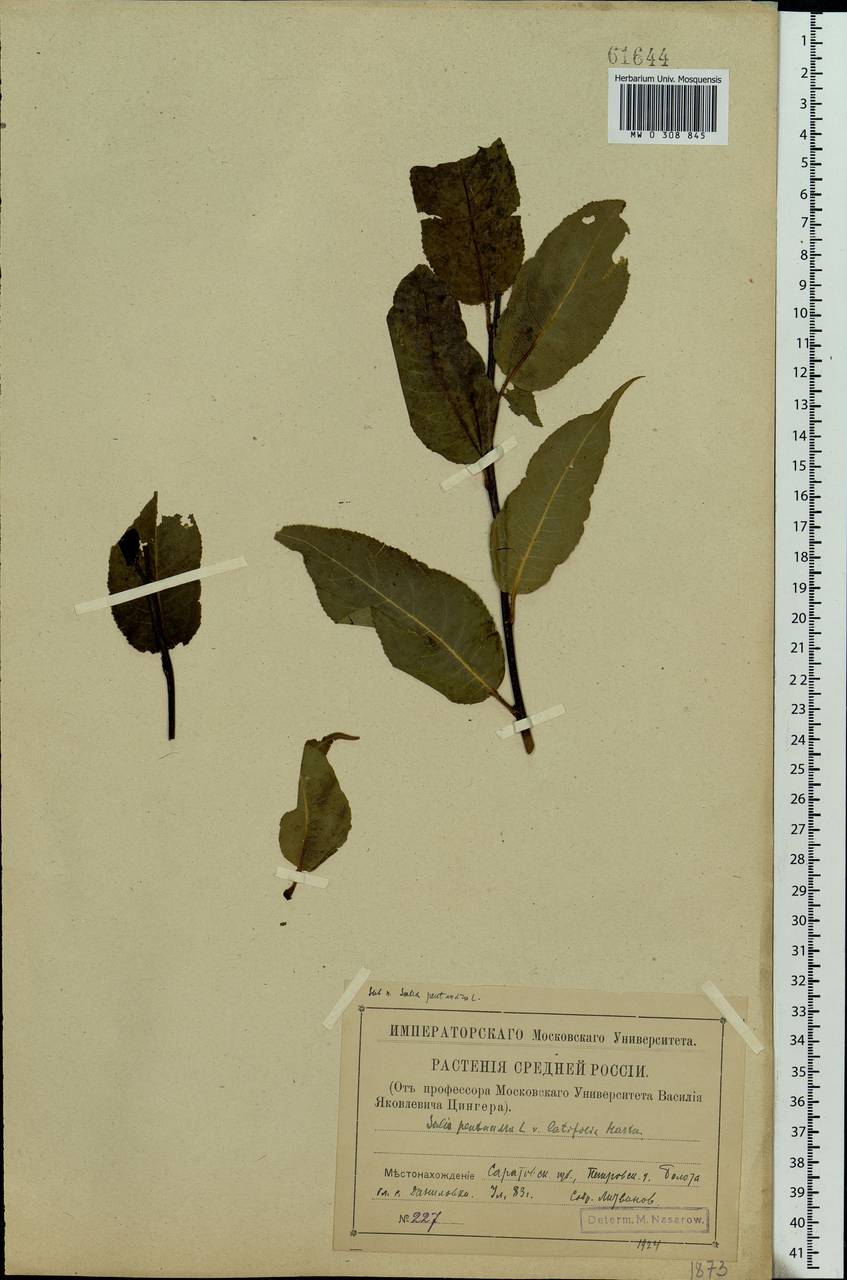Salix pentandra L., Eastern Europe, Middle Volga region (E8) (Russia)