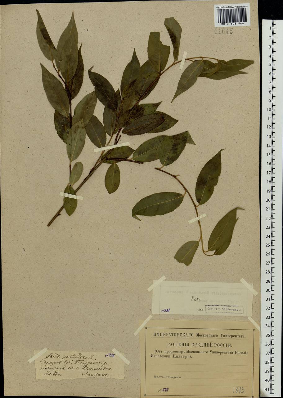 Salix pentandra L., Eastern Europe, Middle Volga region (E8) (Russia)