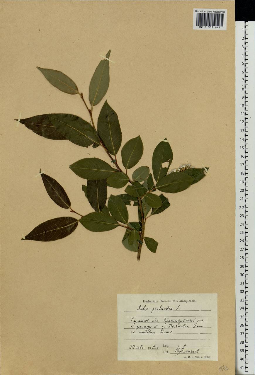 Salix pentandra L., Eastern Europe, Lower Volga region (E9) (Russia)