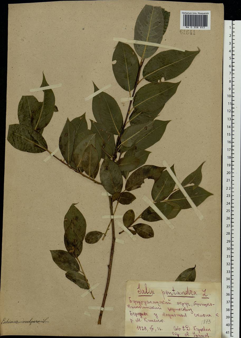 Salix pentandra L., Eastern Europe, Eastern region (E10) (Russia)