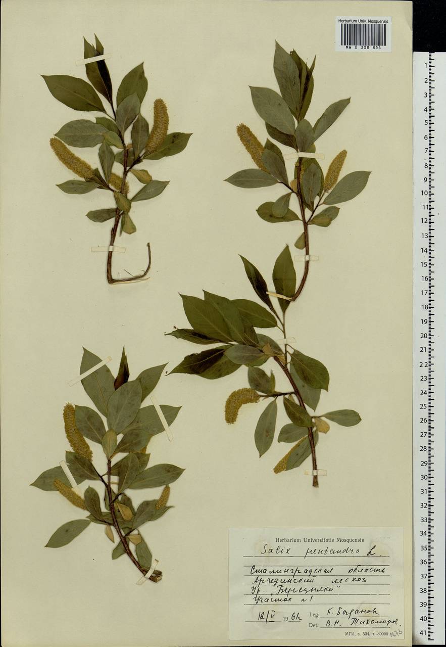 Salix pentandra L., Eastern Europe, Lower Volga region (E9) (Russia)