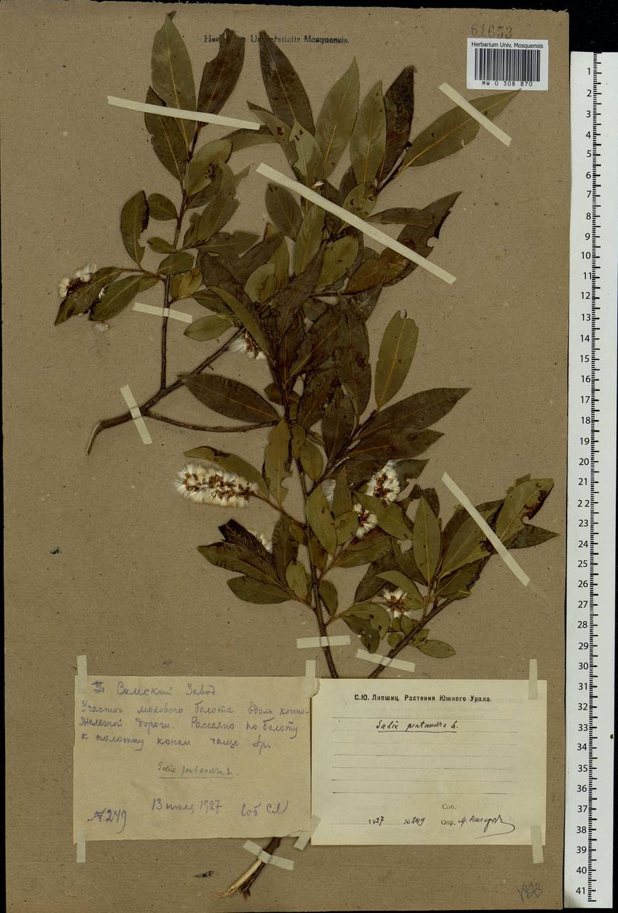 Salix pentandra L., Eastern Europe, Eastern region (E10) (Russia)
