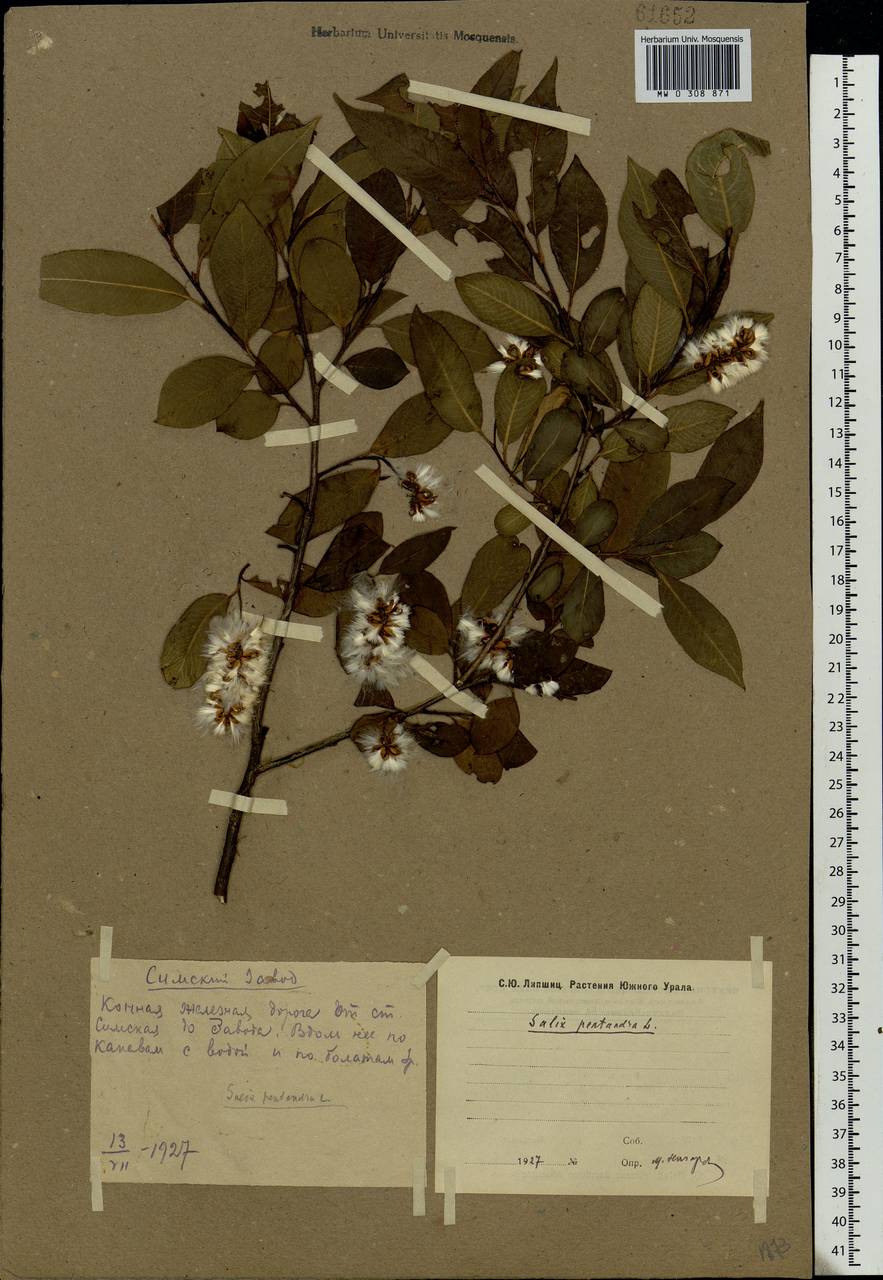 Salix pentandra L., Eastern Europe, Eastern region (E10) (Russia)