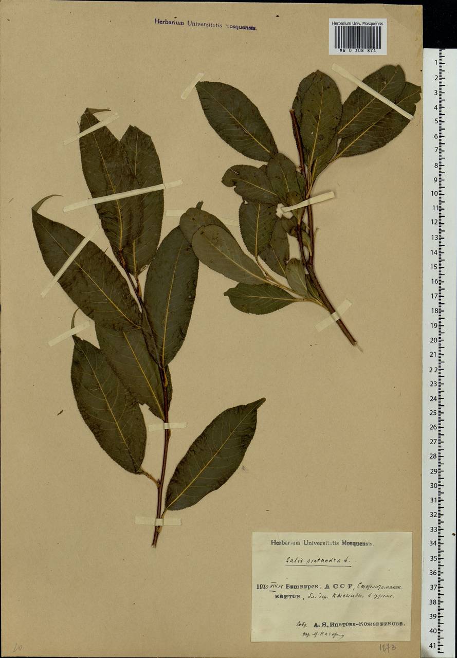 Salix pentandra L., Eastern Europe, Eastern region (E10) (Russia)