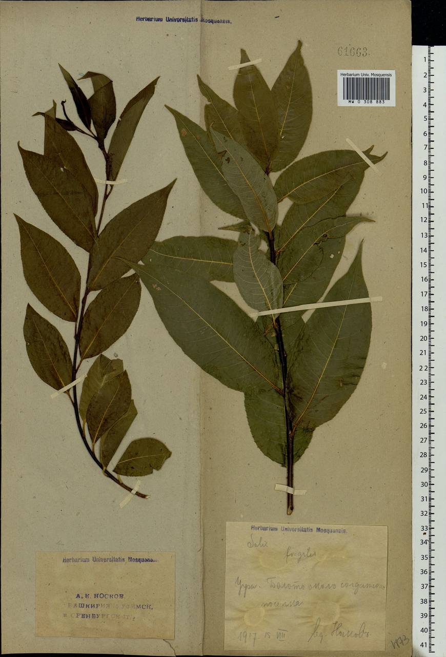 Salix pentandra L., Eastern Europe, Eastern region (E10) (Russia)