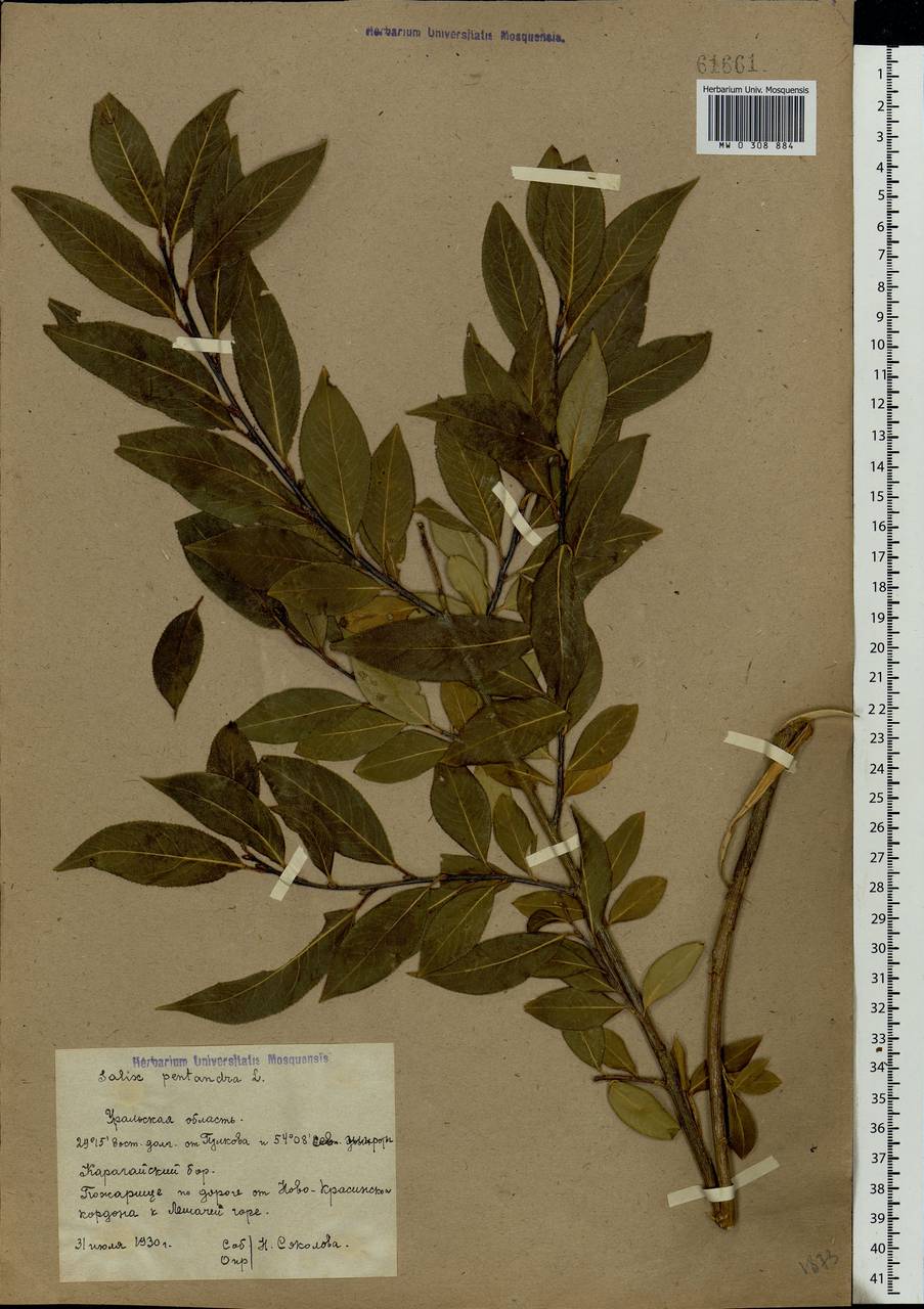 Salix pentandra L., Eastern Europe, Eastern region (E10) (Russia)