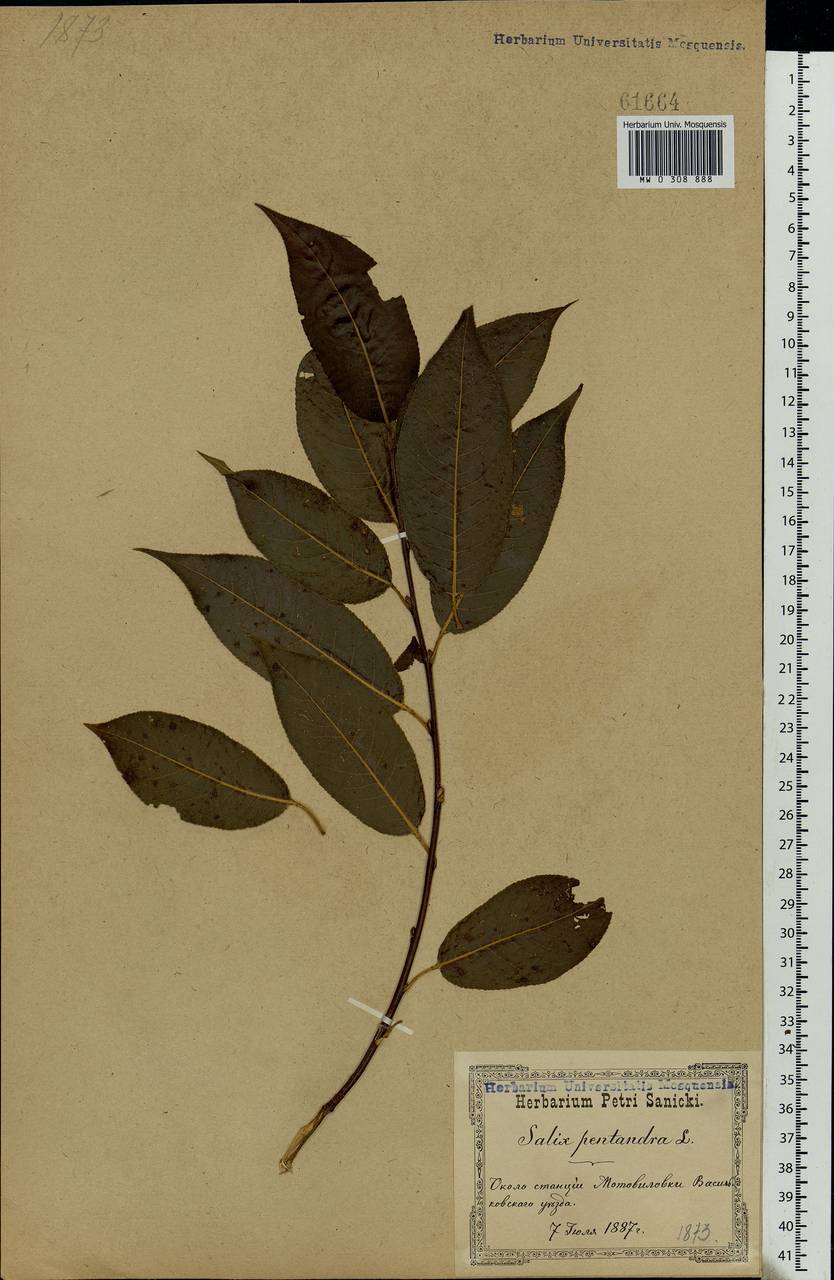 Salix pentandra L., Eastern Europe, North Ukrainian region (E11) (Ukraine)