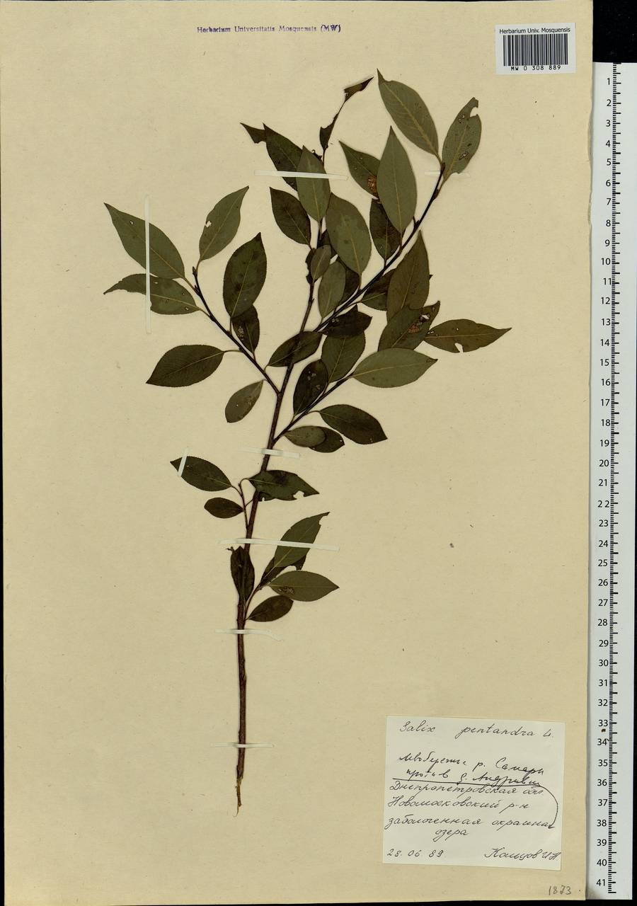 Salix pentandra L., Eastern Europe, South Ukrainian region (E12) (Ukraine)