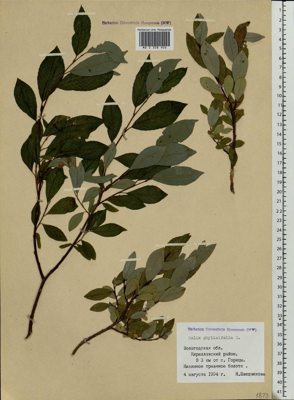 Salix phylicifolia L., Eastern Europe, Northern region (E1) (Russia)