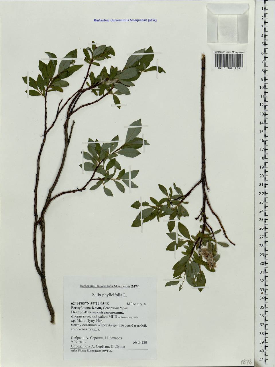 Salix phylicifolia L., Eastern Europe, Northern region (E1) (Russia)