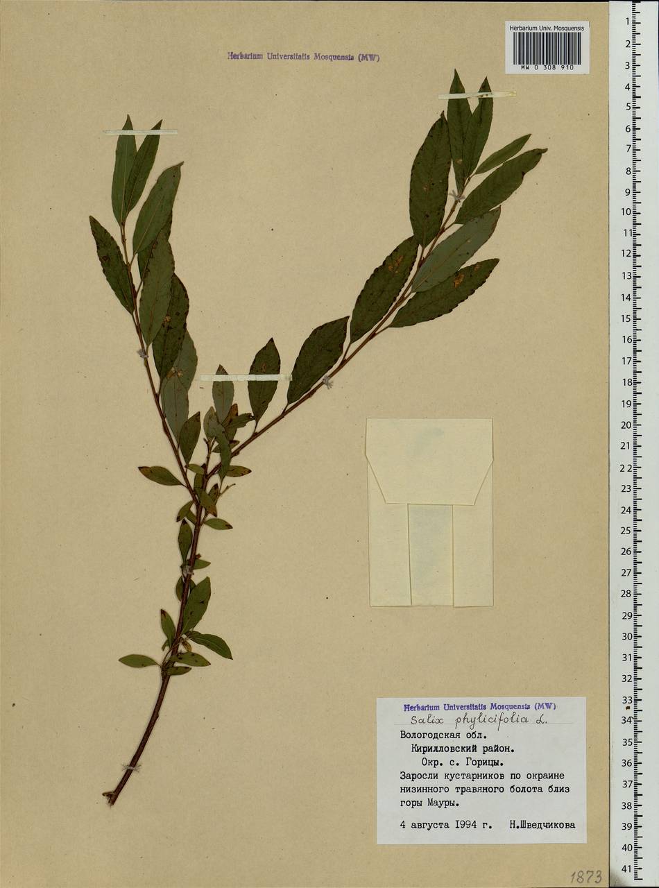 Salix phylicifolia L., Eastern Europe, Northern region (E1) (Russia)