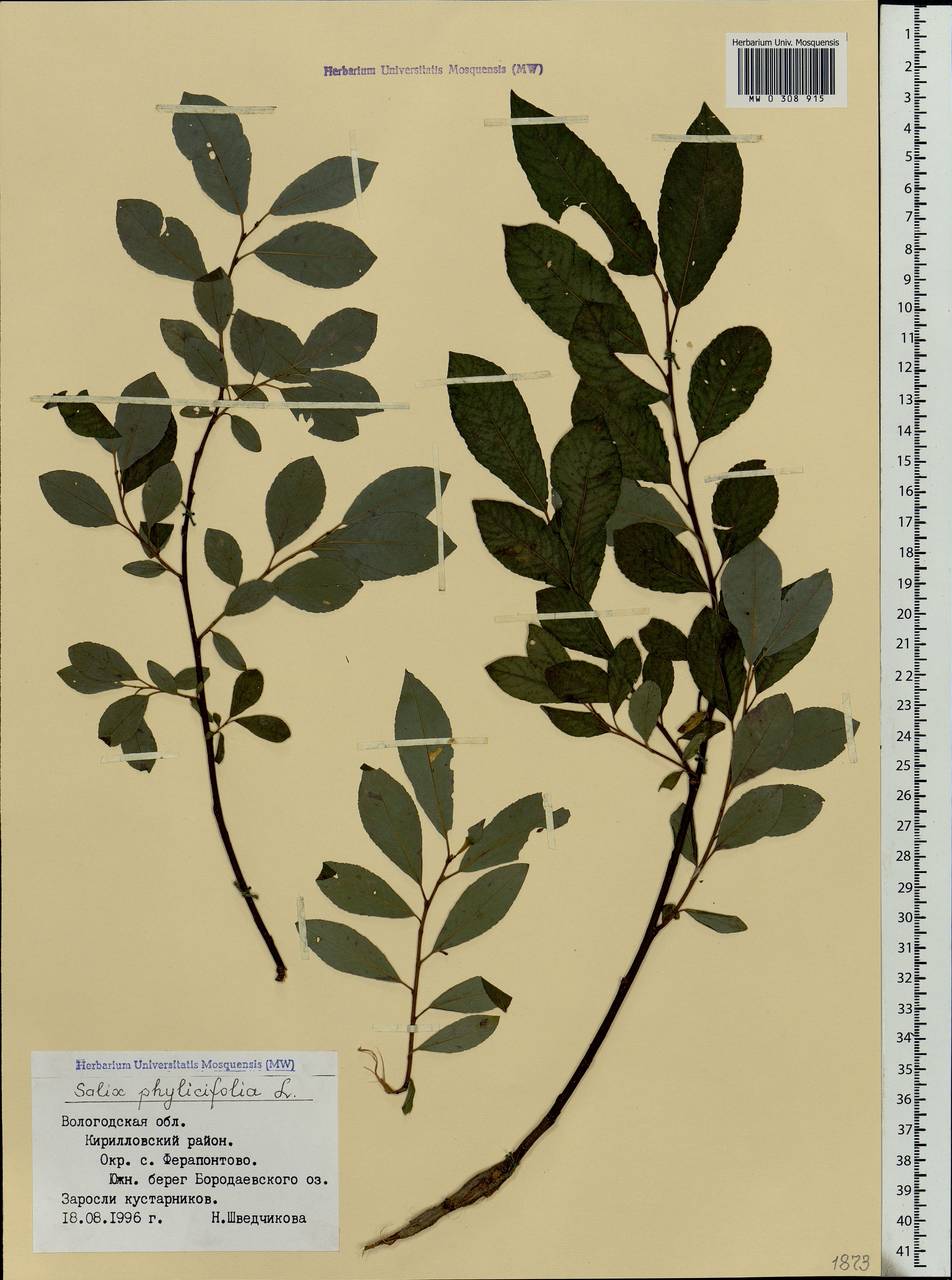 Salix phylicifolia L., Eastern Europe, Northern region (E1) (Russia)