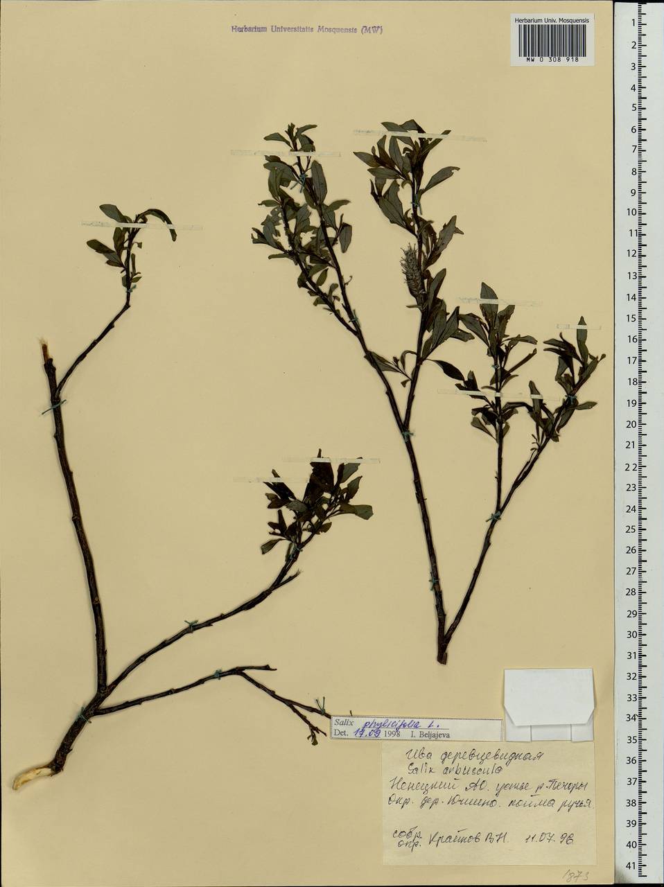 Salix phylicifolia L., Eastern Europe, Northern region (E1) (Russia)