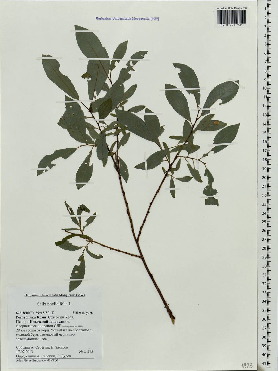 Salix phylicifolia L., Eastern Europe, Northern region (E1) (Russia)