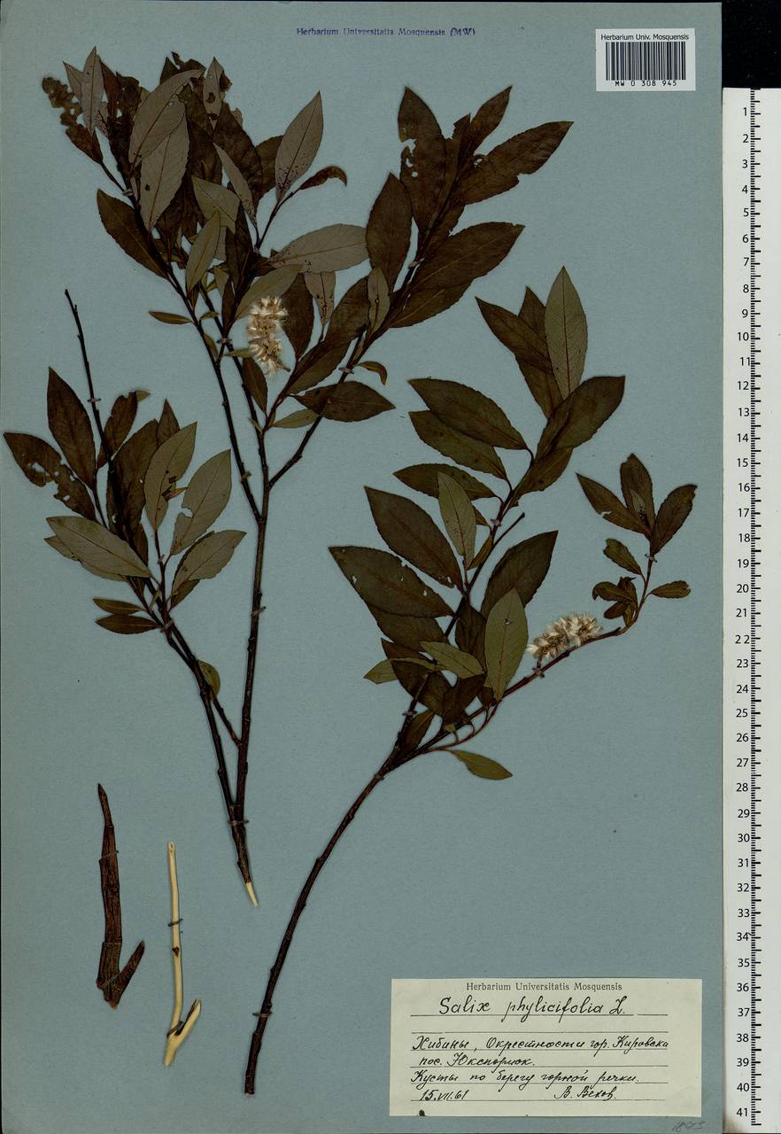 Salix phylicifolia L., Eastern Europe, Northern region (E1) (Russia)
