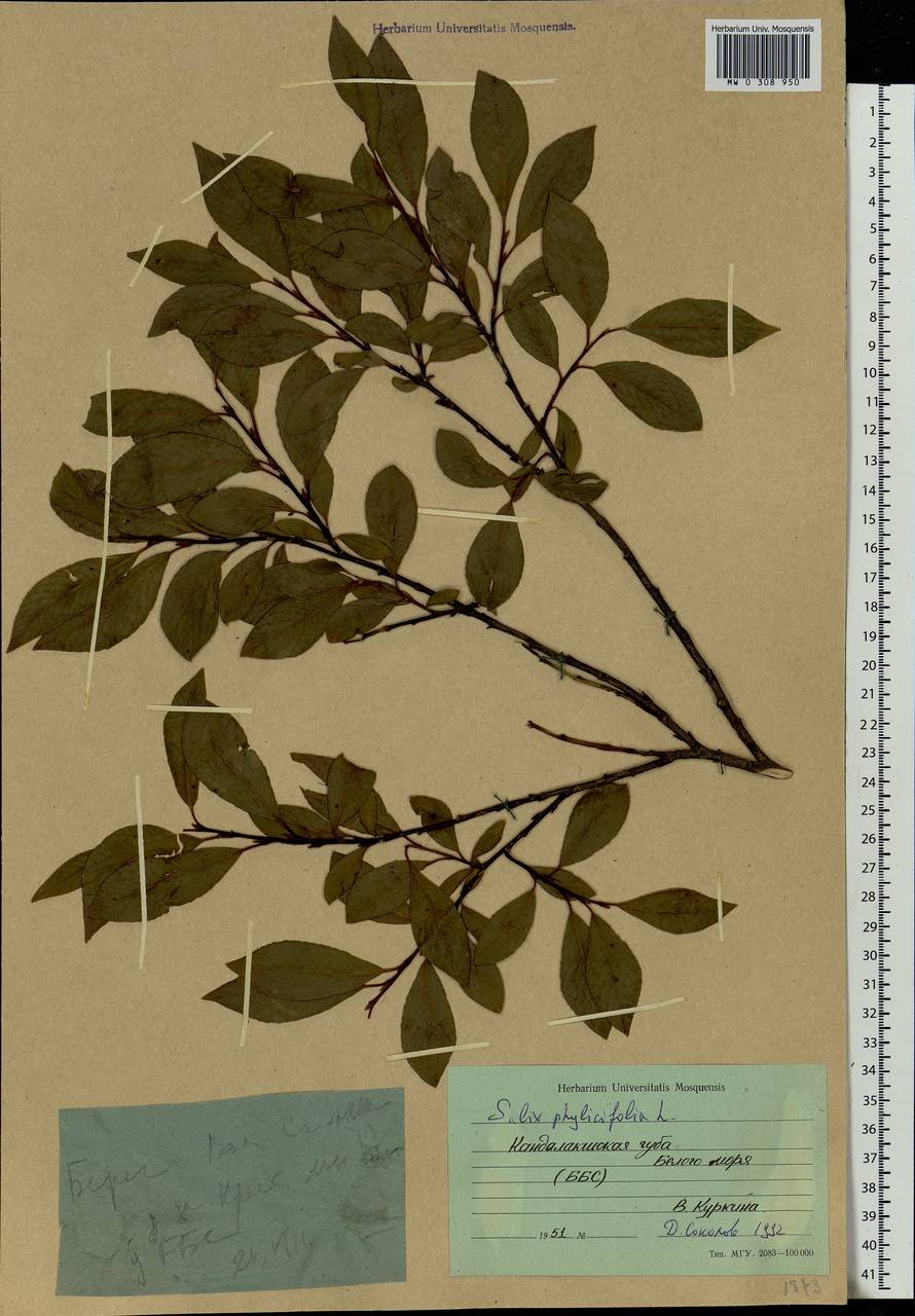 Salix phylicifolia L., Eastern Europe, Northern region (E1) (Russia)