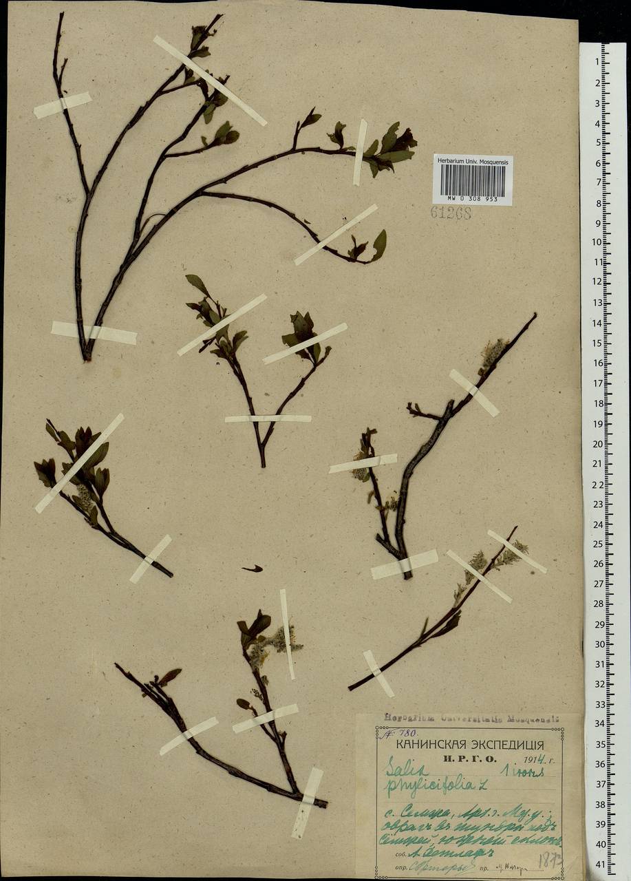Salix phylicifolia L., Eastern Europe, Northern region (E1) (Russia)
