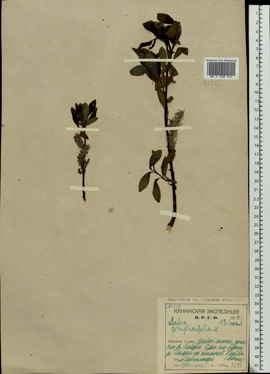Salix phylicifolia L., Eastern Europe, Northern region (E1) (Russia)