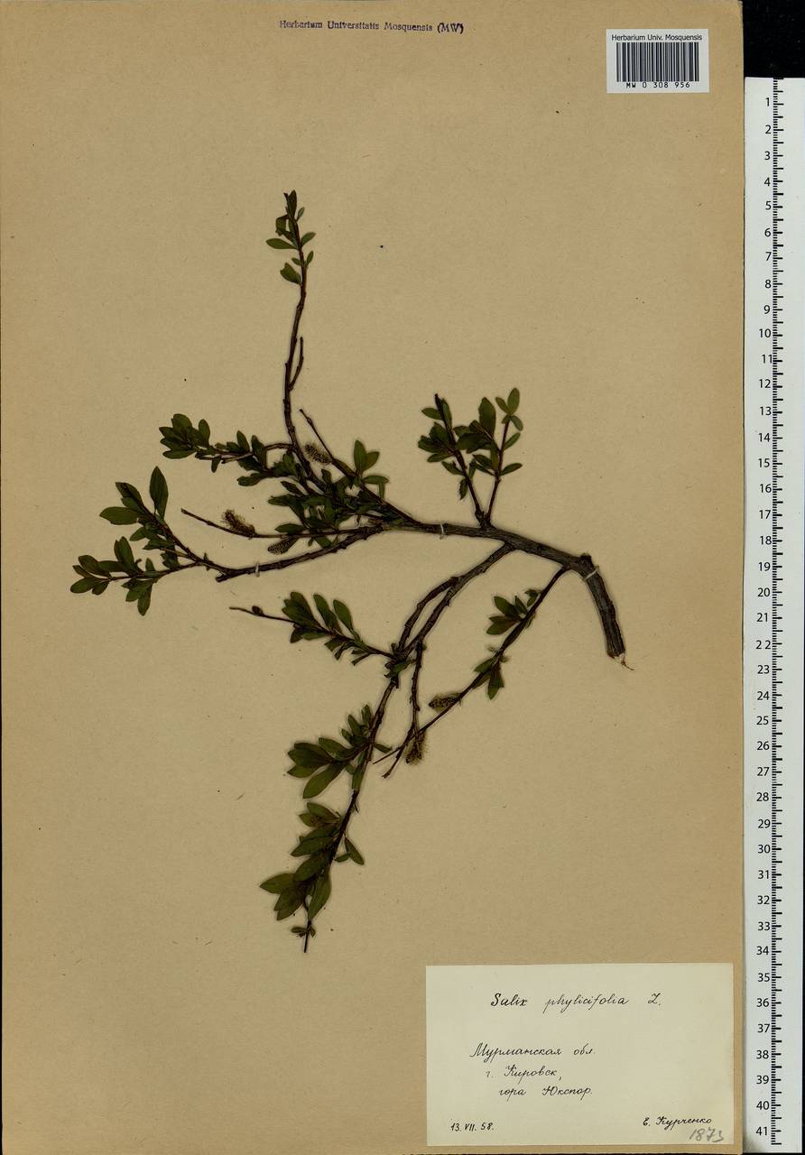 Salix phylicifolia L., Eastern Europe, Northern region (E1) (Russia)