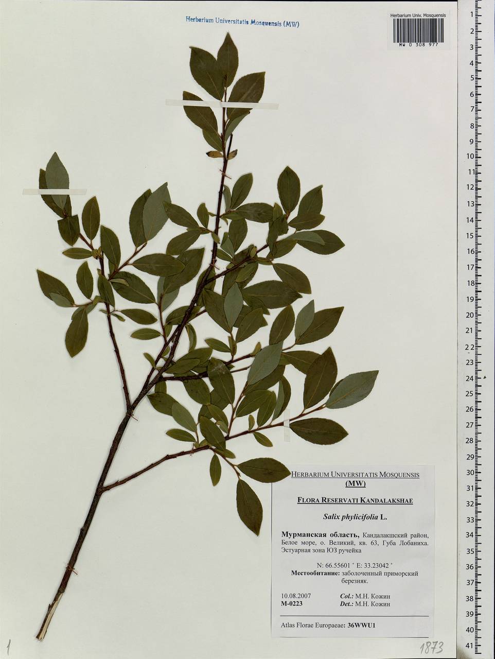 Salix phylicifolia L., Eastern Europe, Northern region (E1) (Russia)