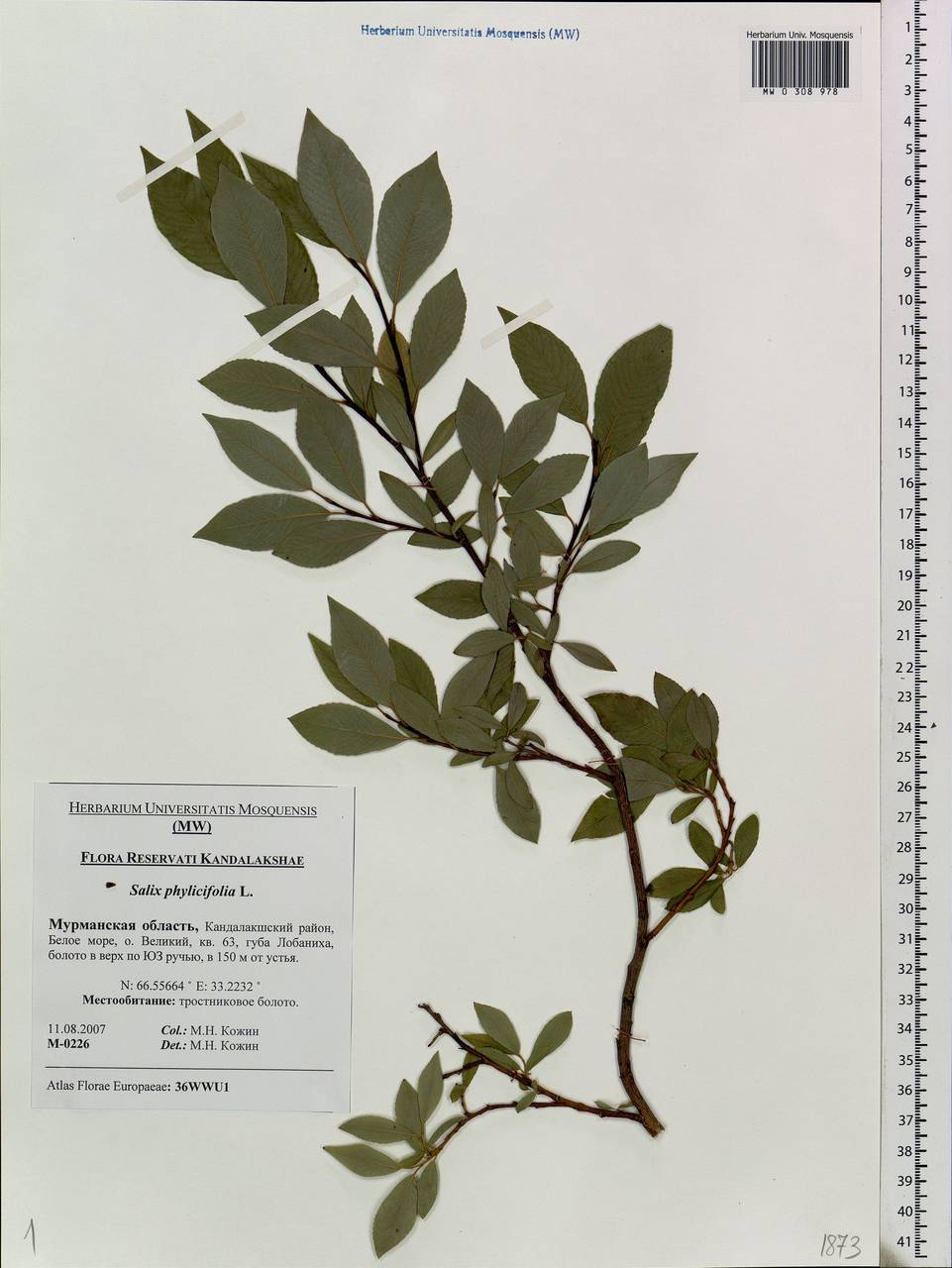 Salix phylicifolia L., Eastern Europe, Northern region (E1) (Russia)