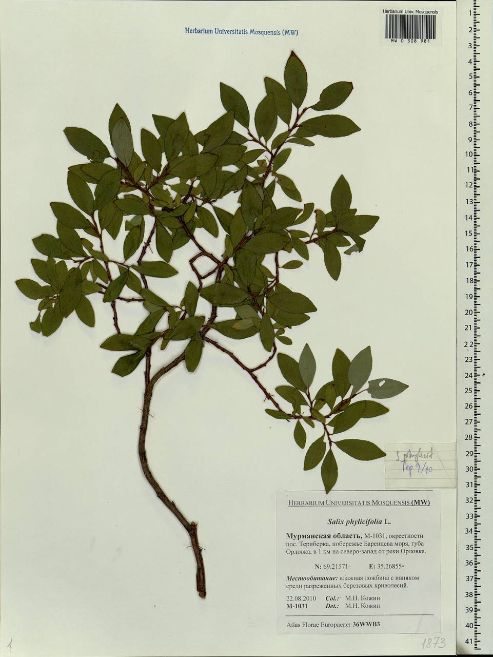 Salix phylicifolia L., Eastern Europe, Northern region (E1) (Russia)