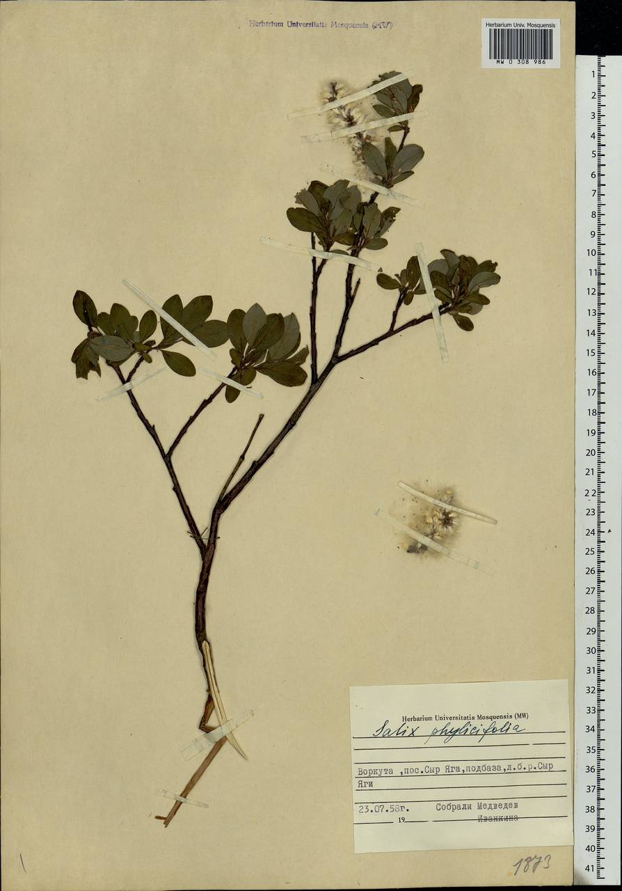 Salix phylicifolia L., Eastern Europe, Northern region (E1) (Russia)