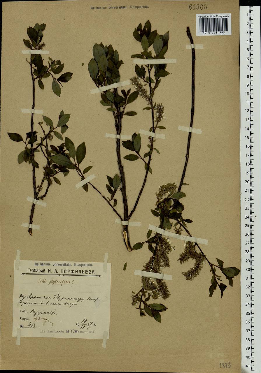 Salix phylicifolia L., Eastern Europe, Northern region (E1) (Russia)