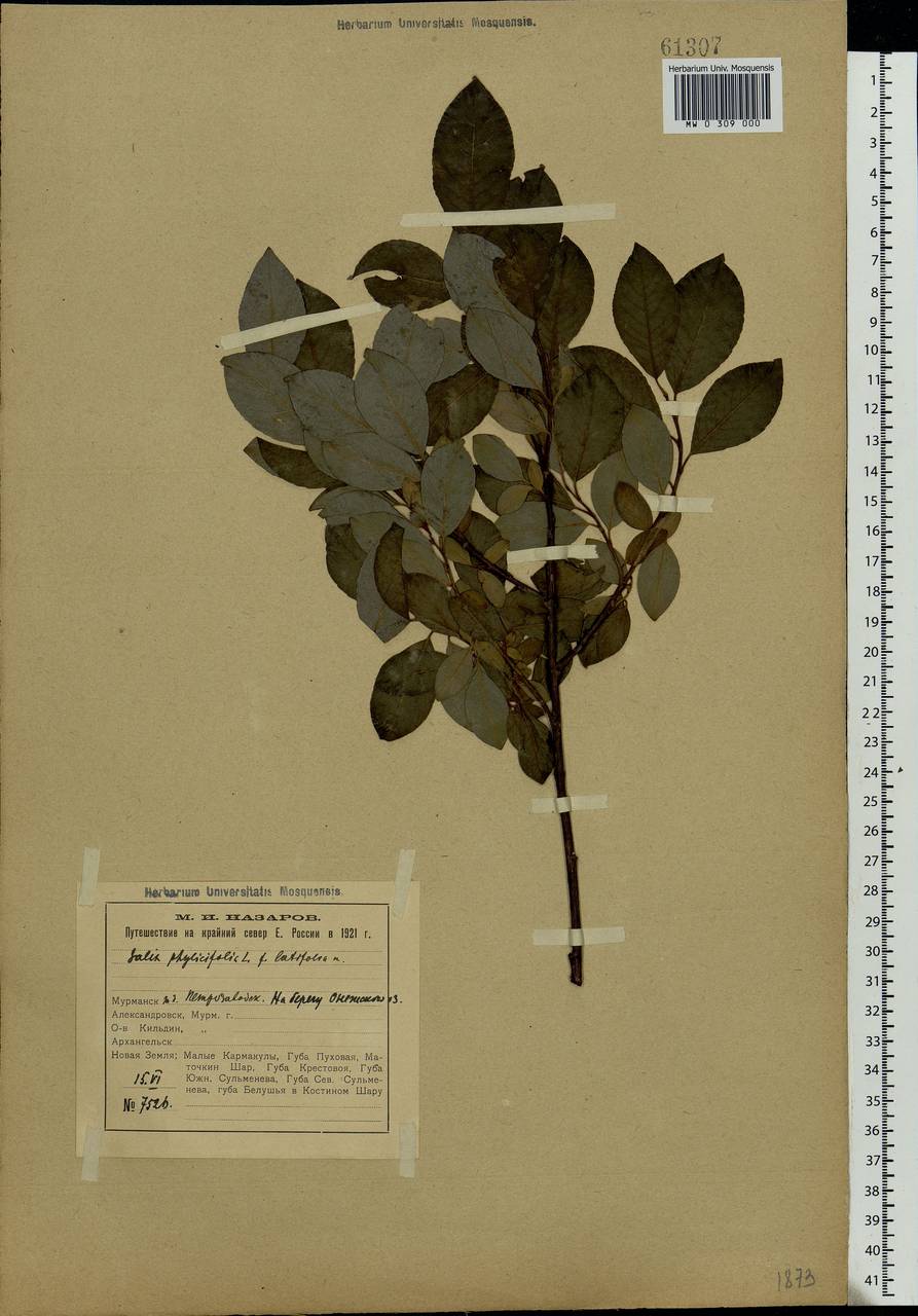 Salix phylicifolia L., Eastern Europe, Northern region (E1) (Russia)