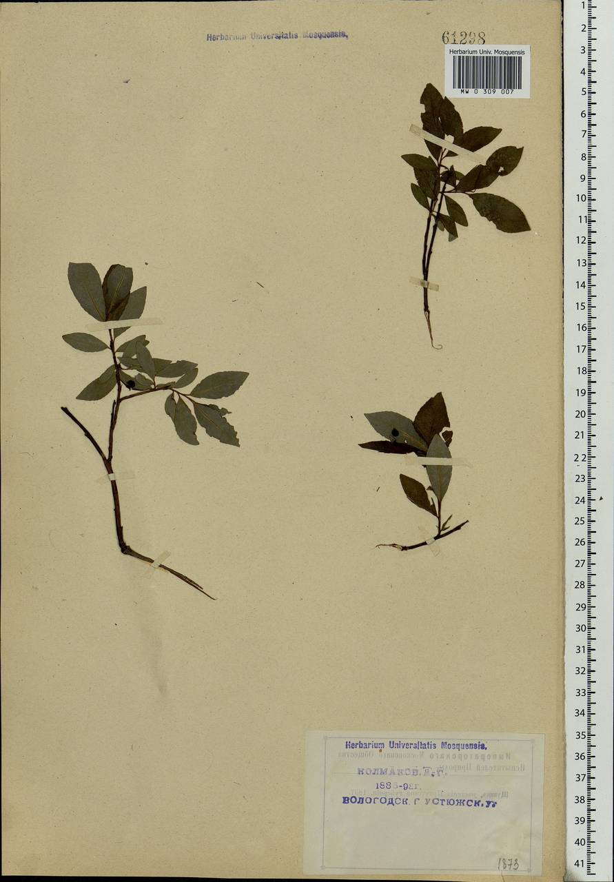 Salix phylicifolia L., Eastern Europe, Northern region (E1) (Russia)