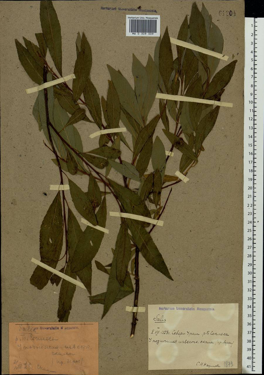Salix phylicifolia L., Eastern Europe, Northern region (E1) (Russia)