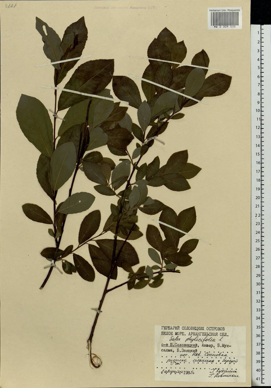 Salix phylicifolia L., Eastern Europe, Northern region (E1) (Russia)