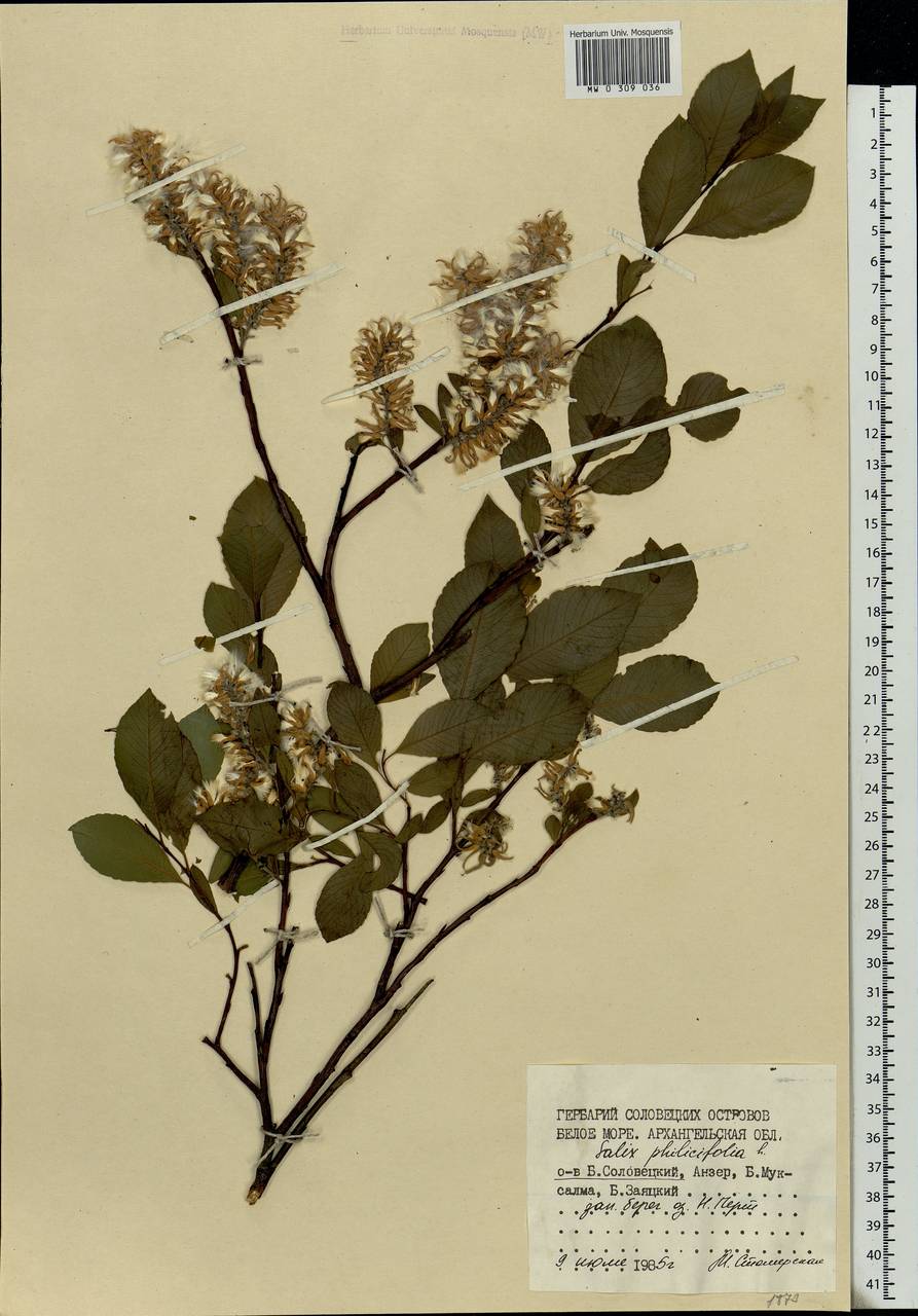 Salix phylicifolia L., Eastern Europe, Northern region (E1) (Russia)