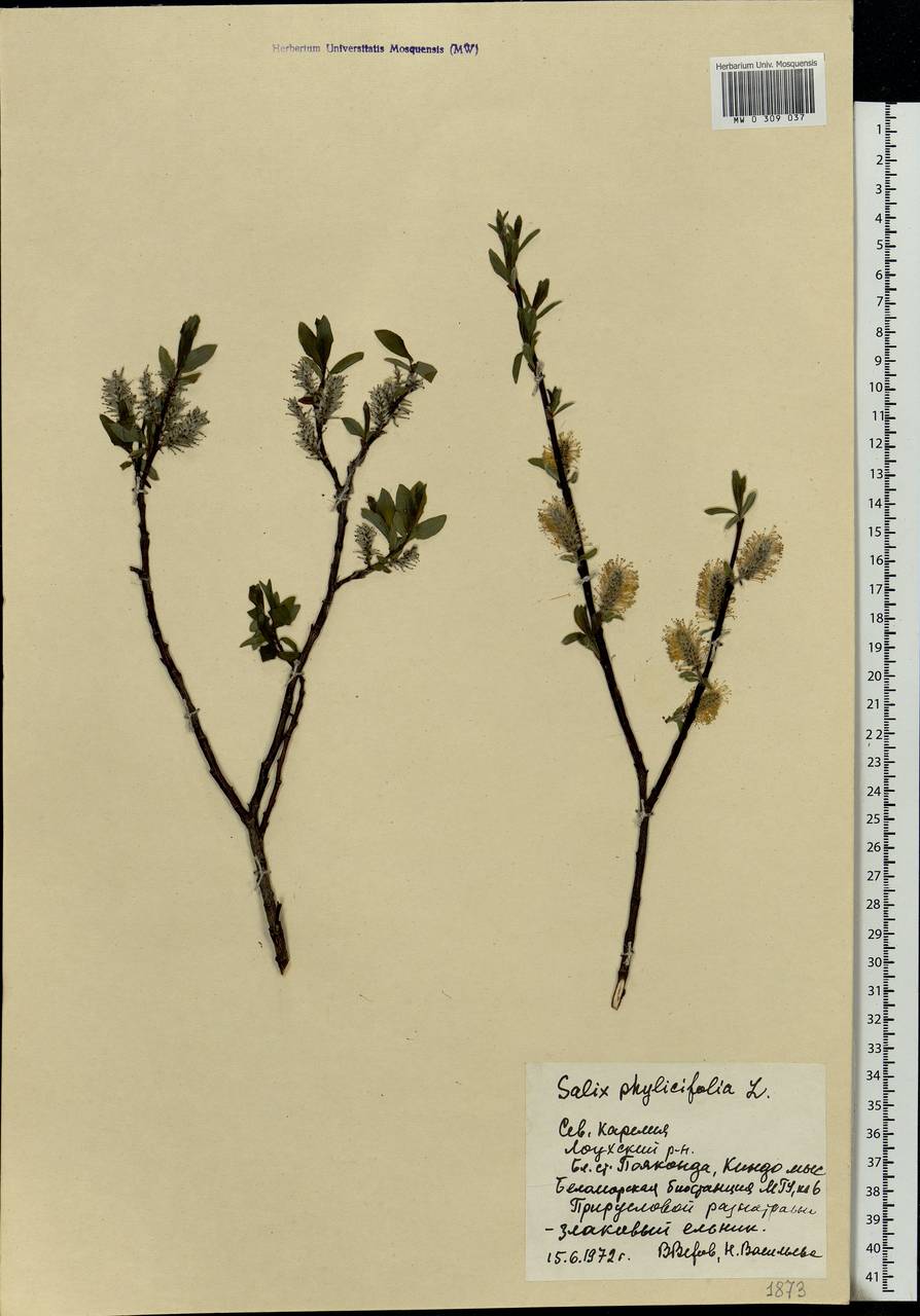 Salix phylicifolia L., Eastern Europe, Northern region (E1) (Russia)