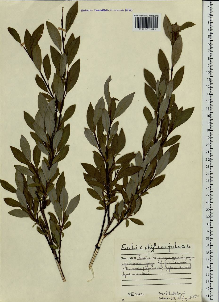 Salix phylicifolia L., Eastern Europe, Northern region (E1) (Russia)