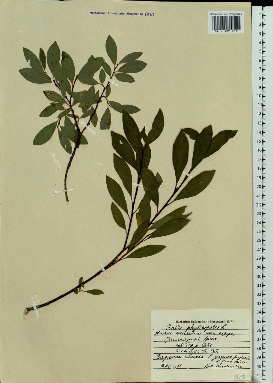 Salix phylicifolia L., Siberia, Western Siberia (S1) (Russia)