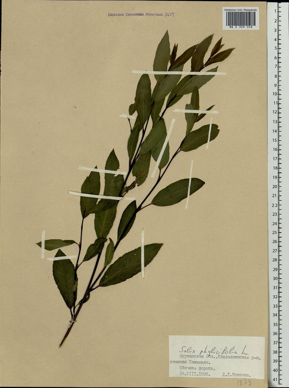 Salix phylicifolia L., Eastern Europe, Northern region (E1) (Russia)