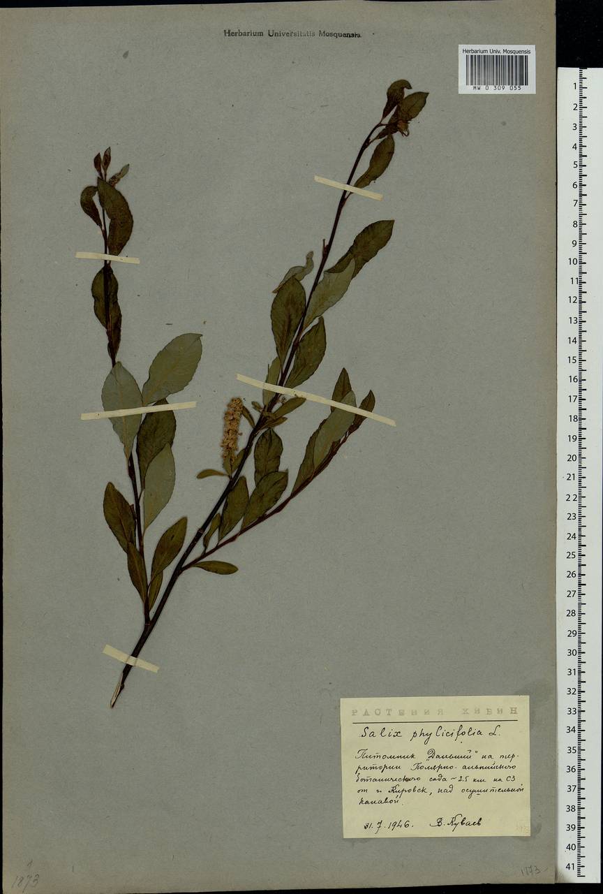 Salix phylicifolia L., Eastern Europe, Northern region (E1) (Russia)